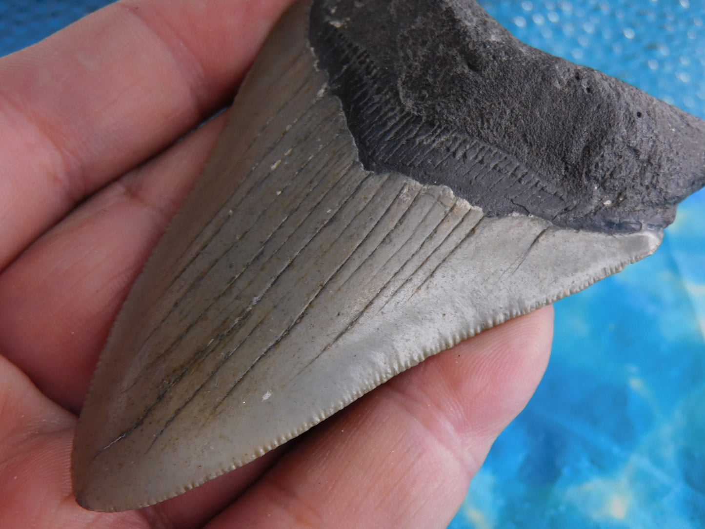 3.86 inch Megalodon Tooth