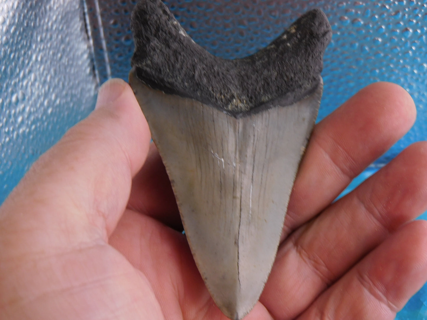 3.86 inch Megalodon Tooth