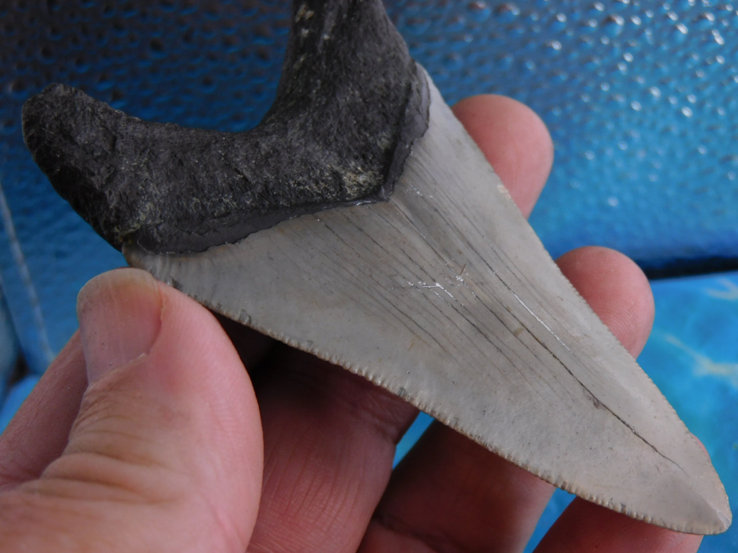 3.86 inch Megalodon Tooth