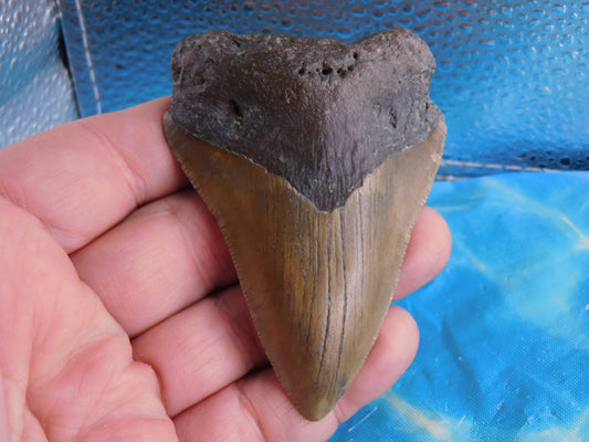 3.37 inch Megalodon Tooth