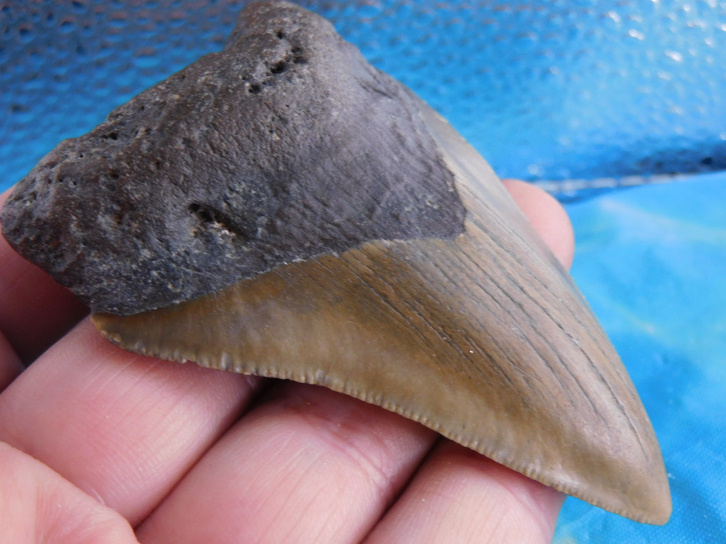 3.37 inch Megalodon Tooth