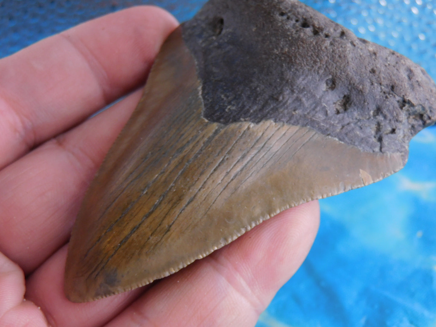 3.37 inch Megalodon Tooth