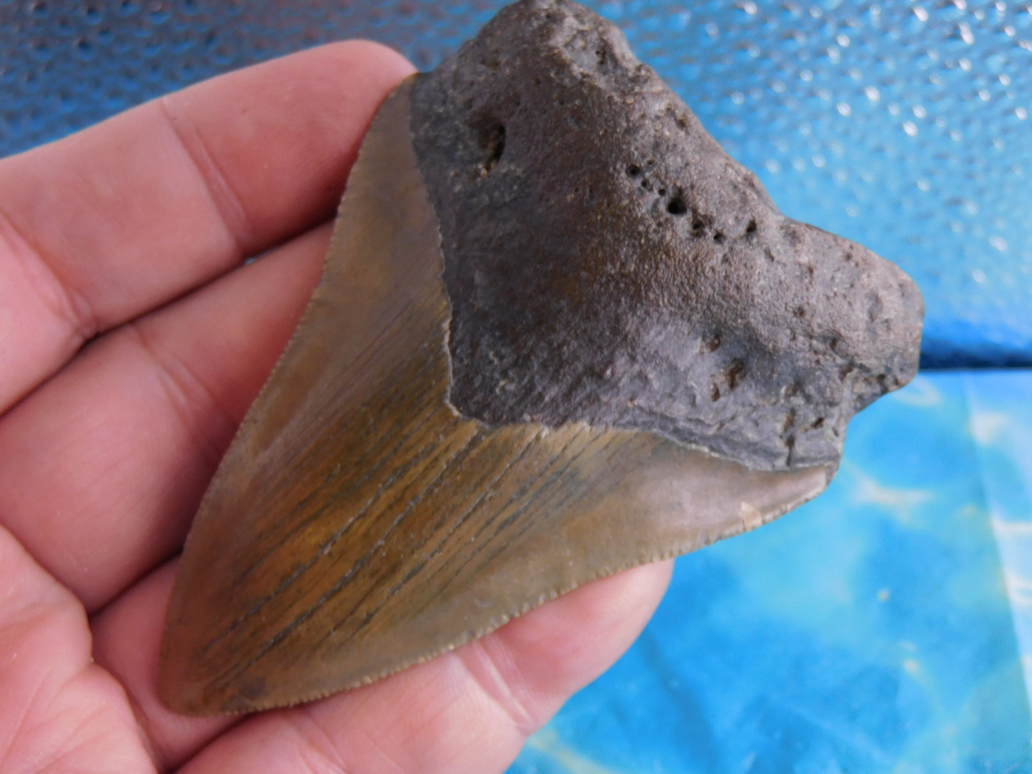3.37 inch Megalodon Tooth