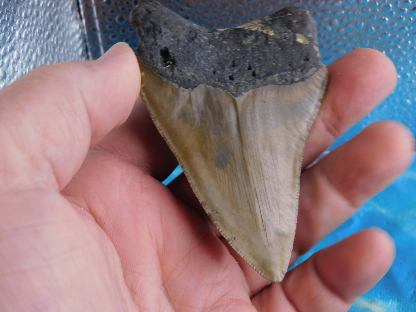 3.37 inch Megalodon Tooth
