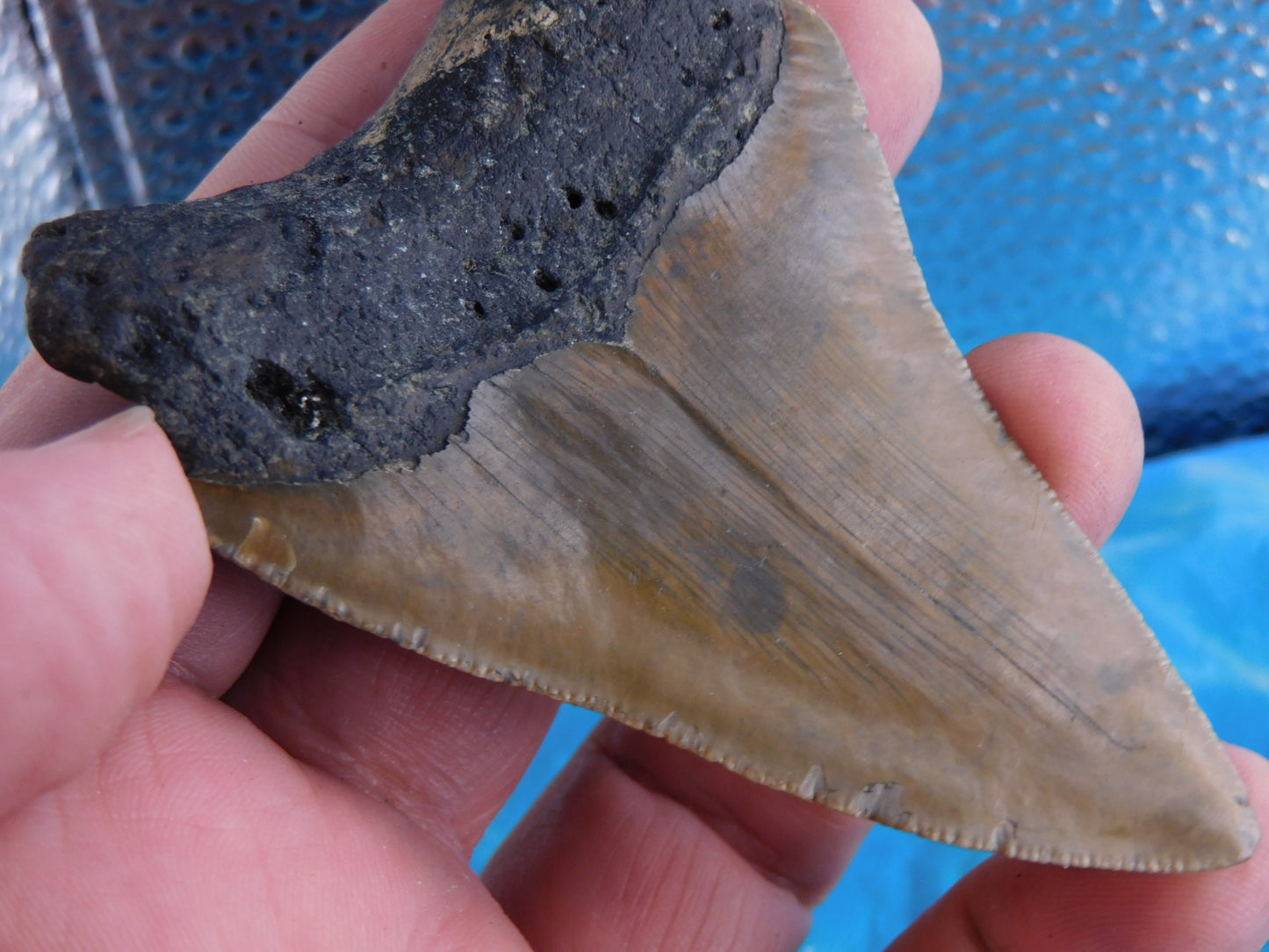 3.37 inch Megalodon Tooth