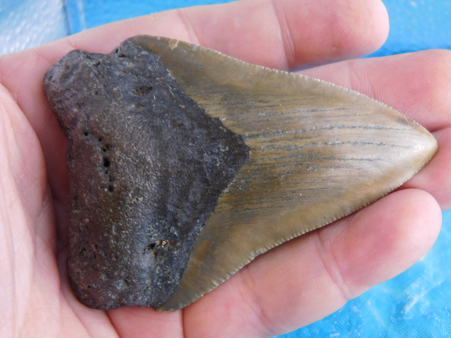 3.37 inch Megalodon Tooth