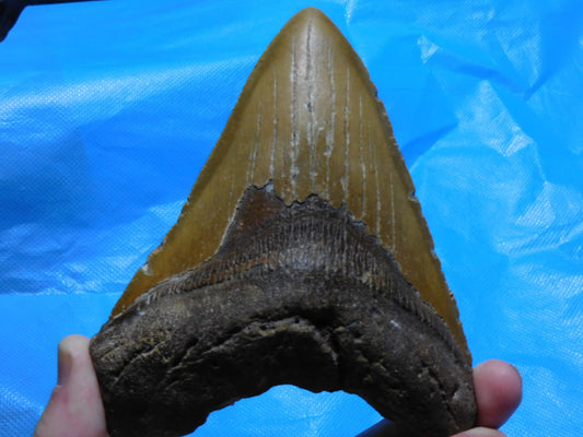 5.7 inch Megalodon Tooth