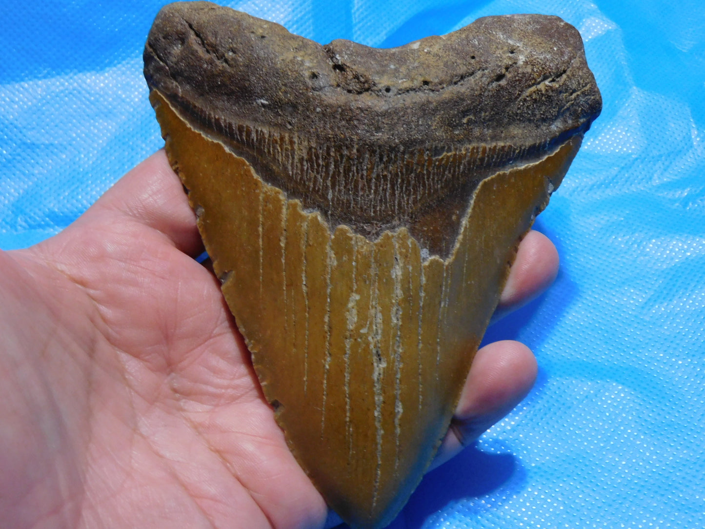 5.7 inch Megalodon Tooth