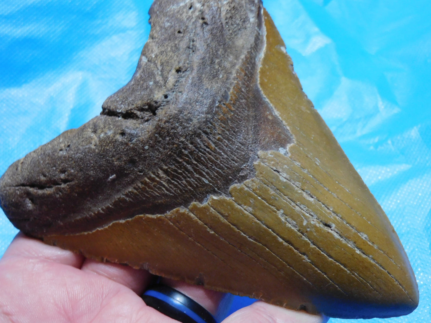 5.7 inch Megalodon Tooth