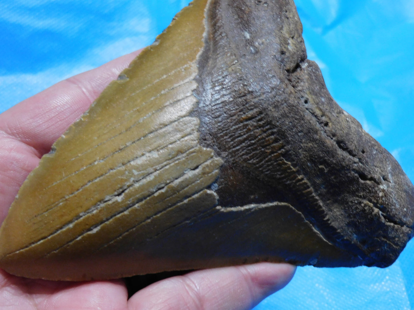 5.7 inch Megalodon Tooth