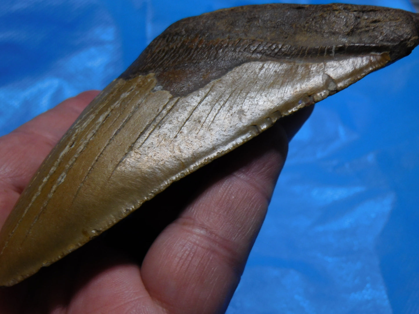 5.7 inch Megalodon Tooth