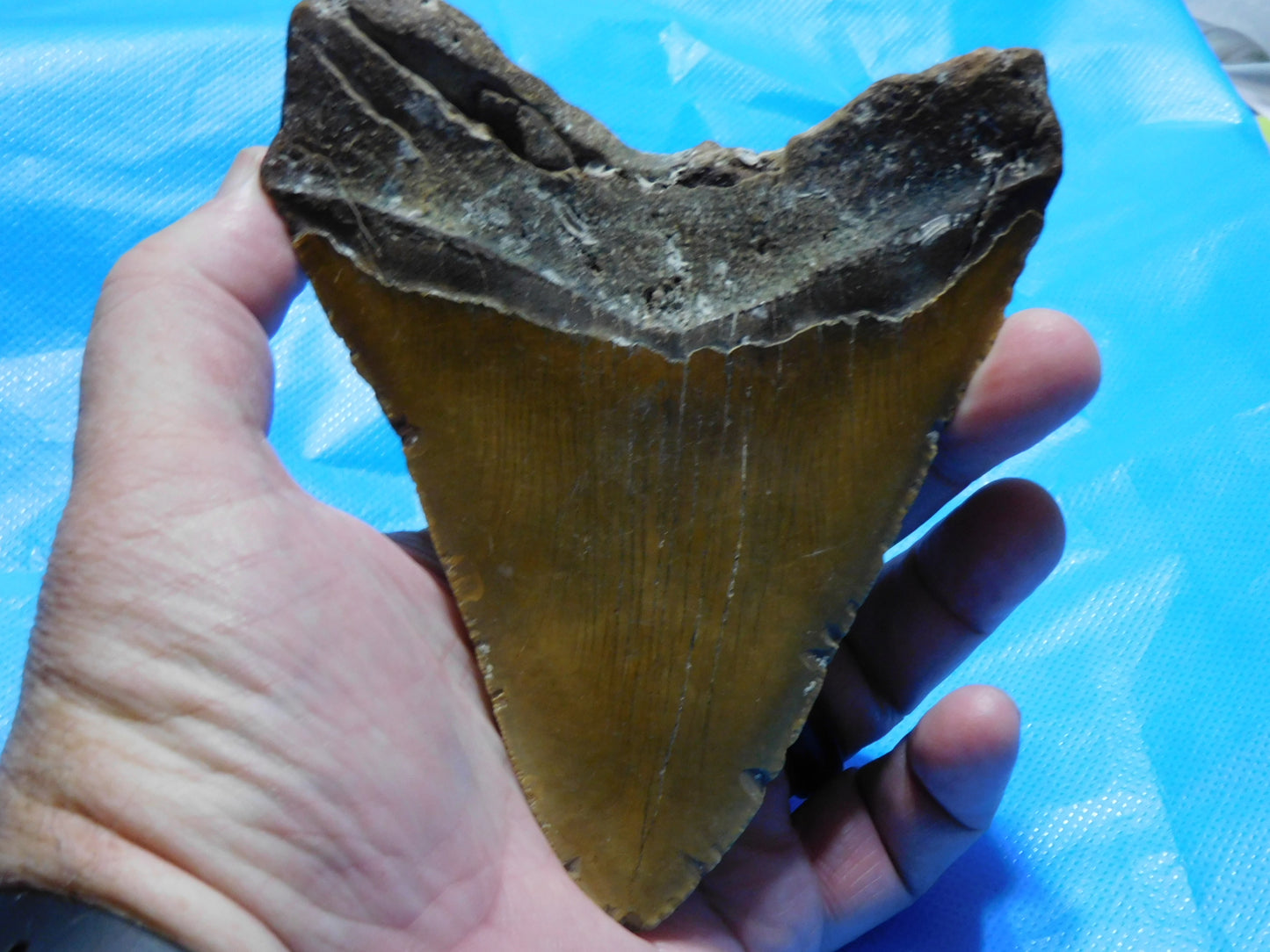 5.7 inch Megalodon Tooth