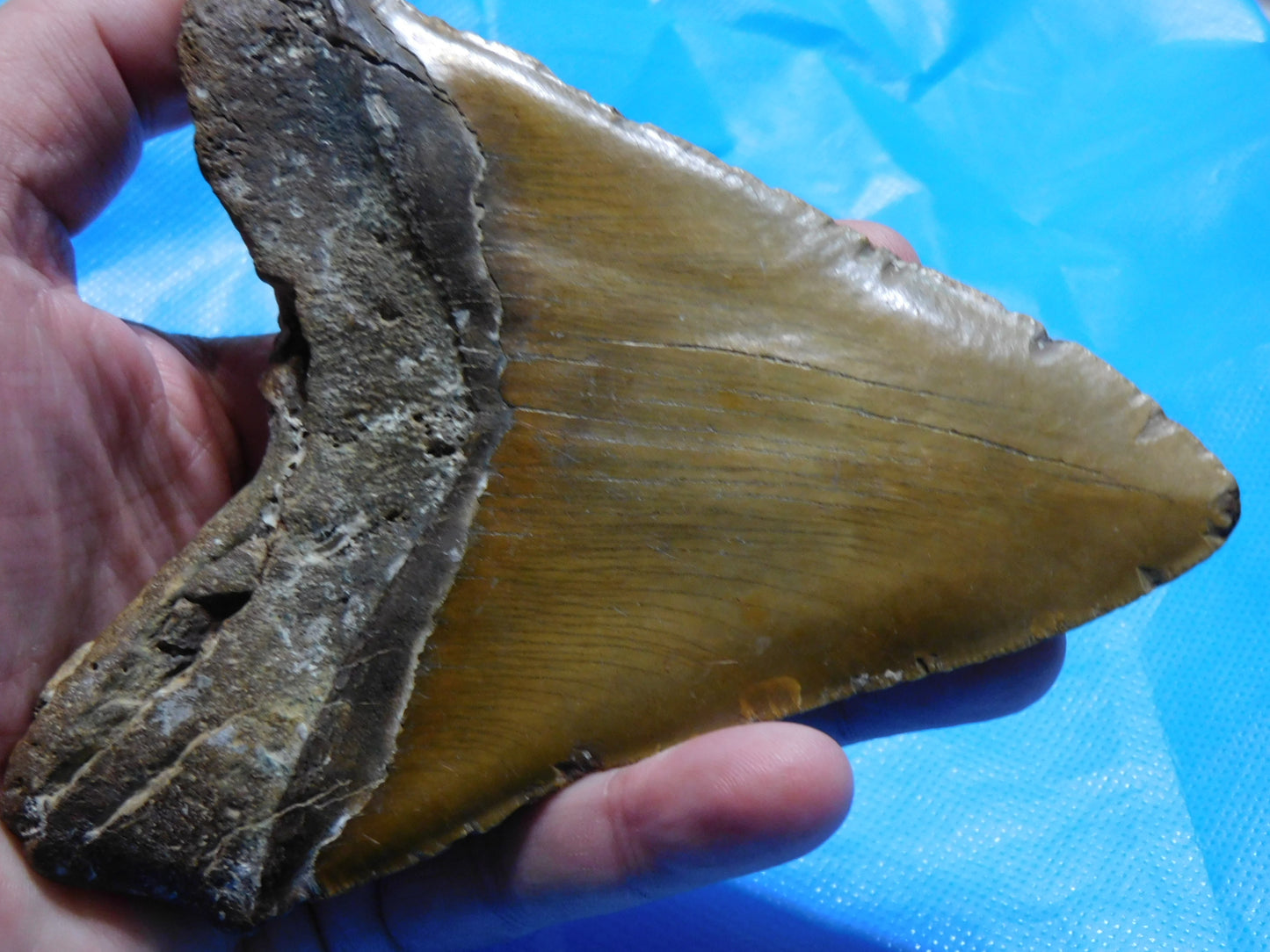 5.7 inch Megalodon Tooth