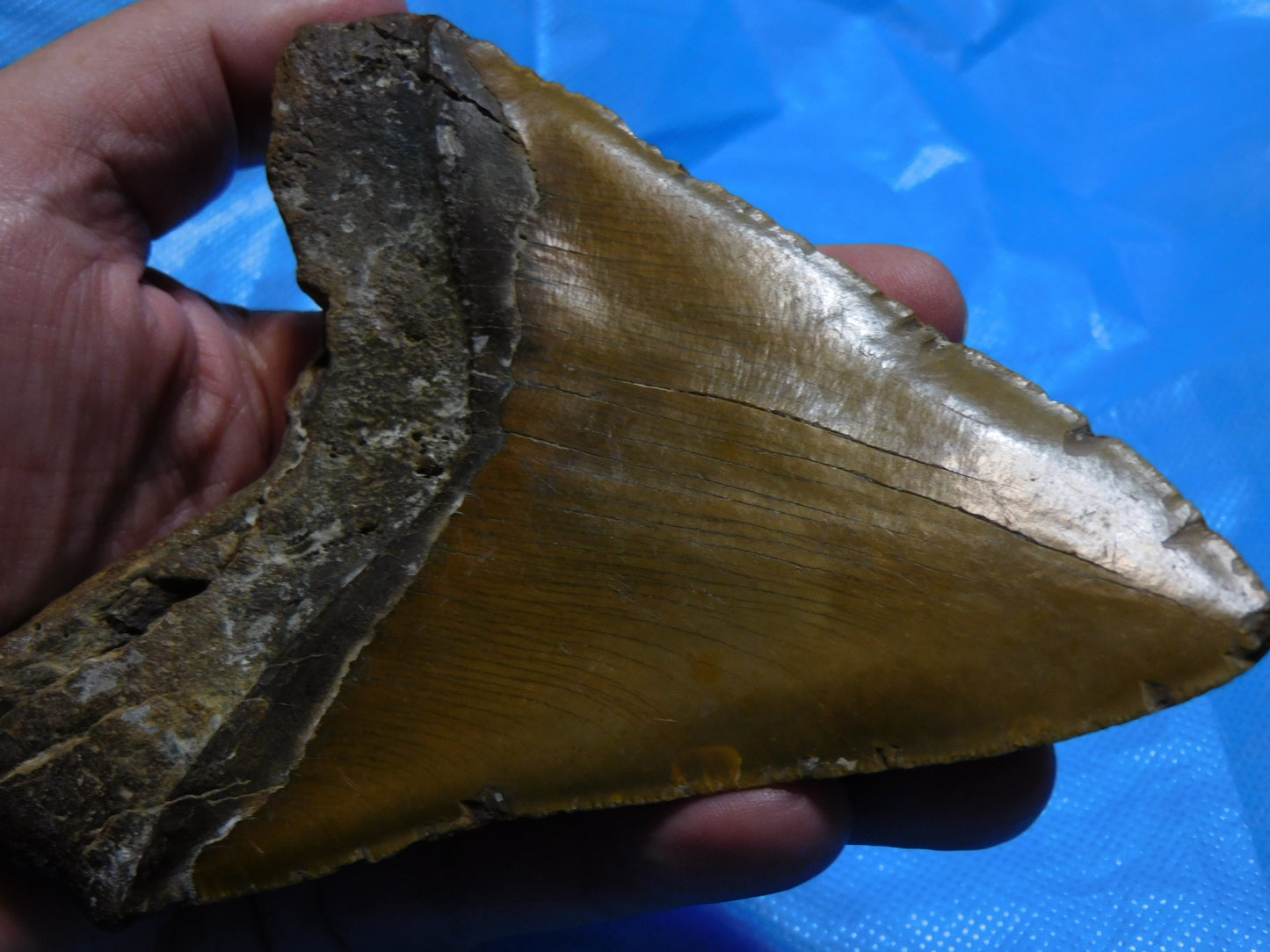 5.7 inch Megalodon Tooth