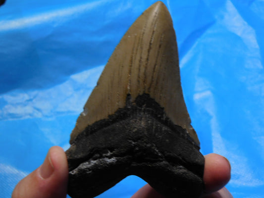 4.18 inch Megalodon Tooth