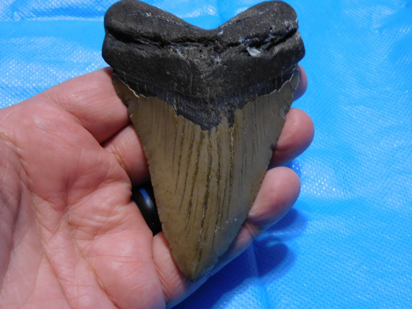 4.18 inch Megalodon Tooth