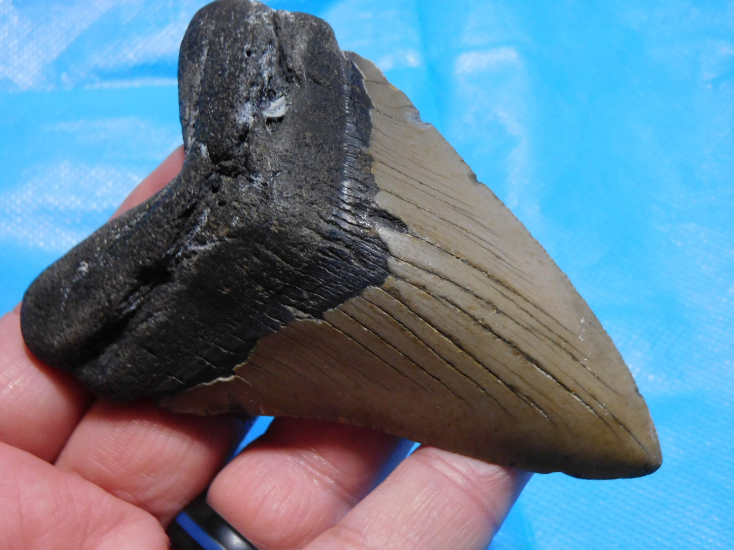 4.18 inch Megalodon Tooth