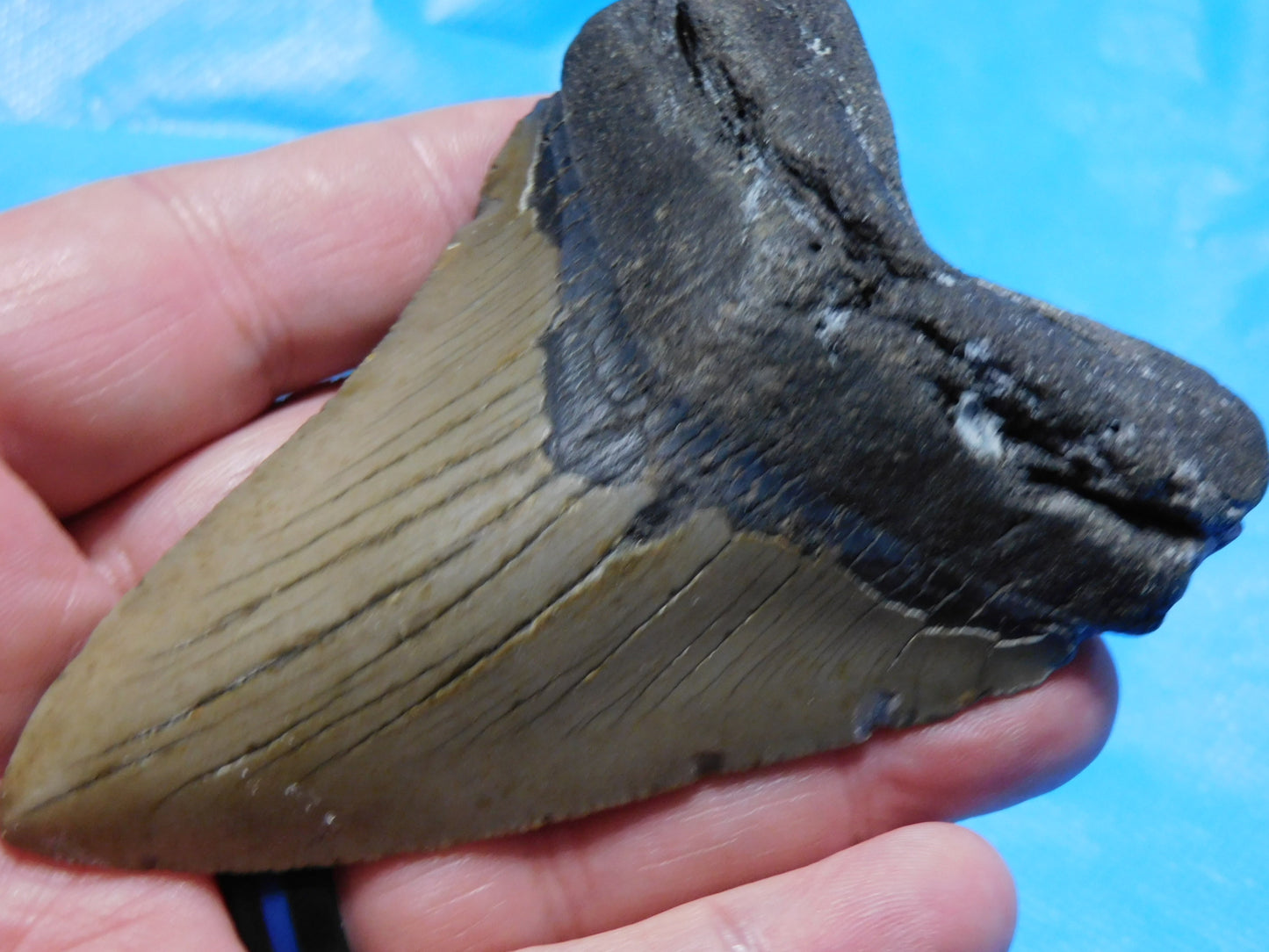 4.18 inch Megalodon Tooth