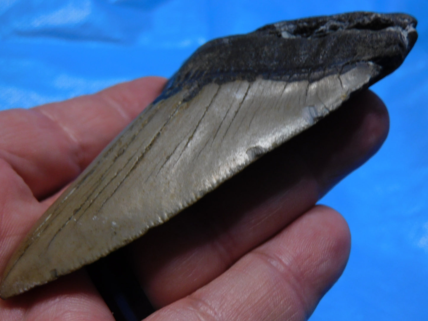 4.18 inch Megalodon Tooth