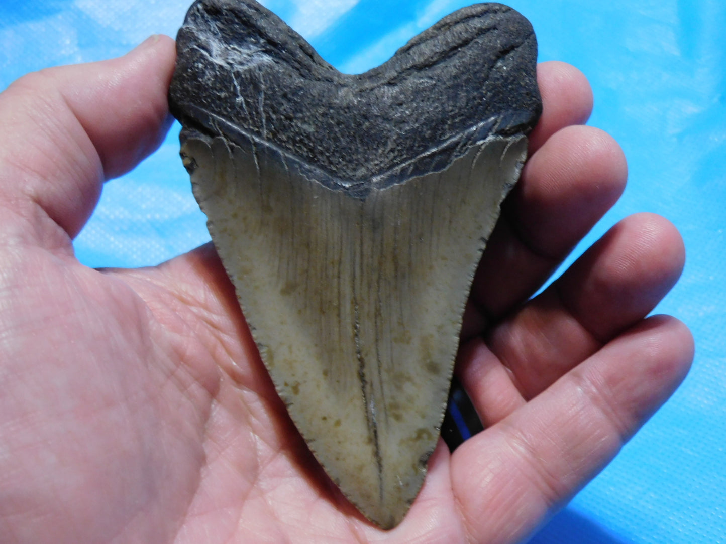 4.18 inch Megalodon Tooth