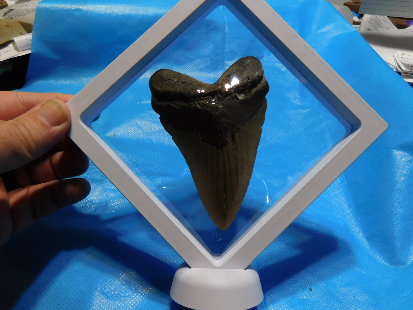 4.18 inch Megalodon Tooth