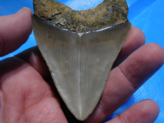 3.4 inch Megalodon Tooth