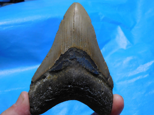 4.3 inch Megalodon Tooth