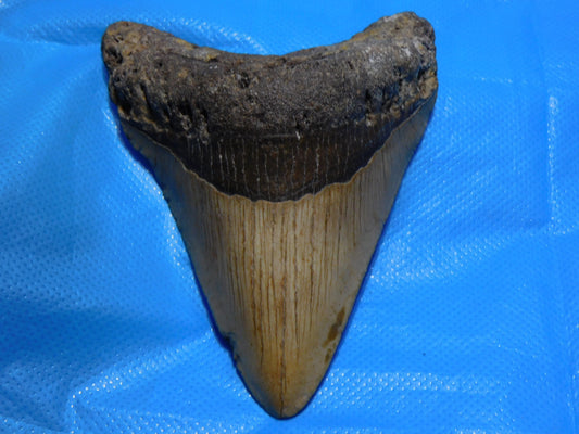 4.98 inch Megalodon Tooth