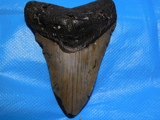 4.1" Megalodon Shark Tooth