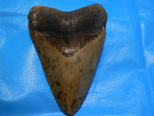 4.15 inch Megalodon Tooth