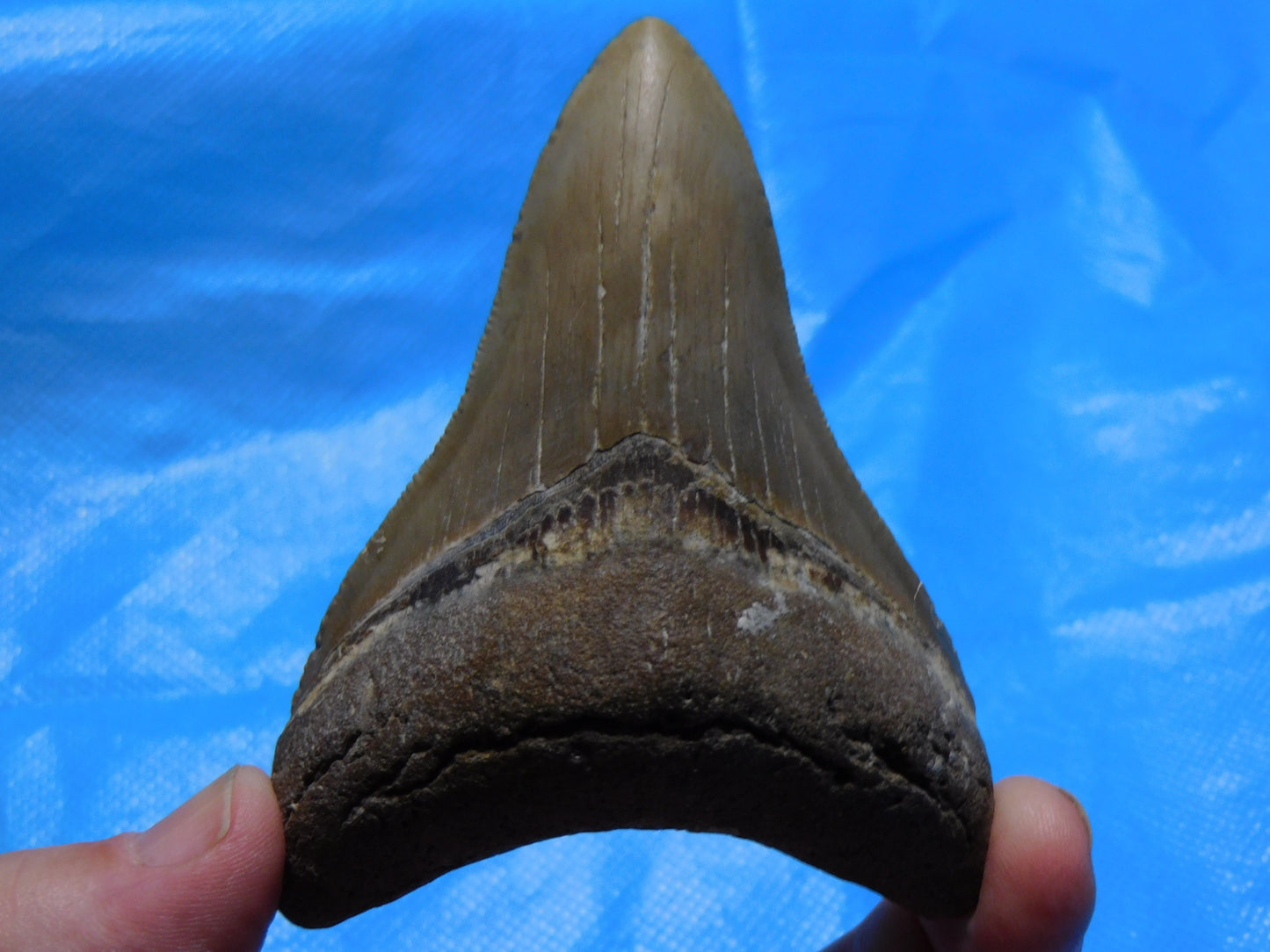 3.6 inch Megalodon Tooth