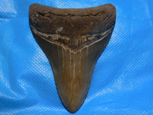 3.6 inch Megalodon Tooth