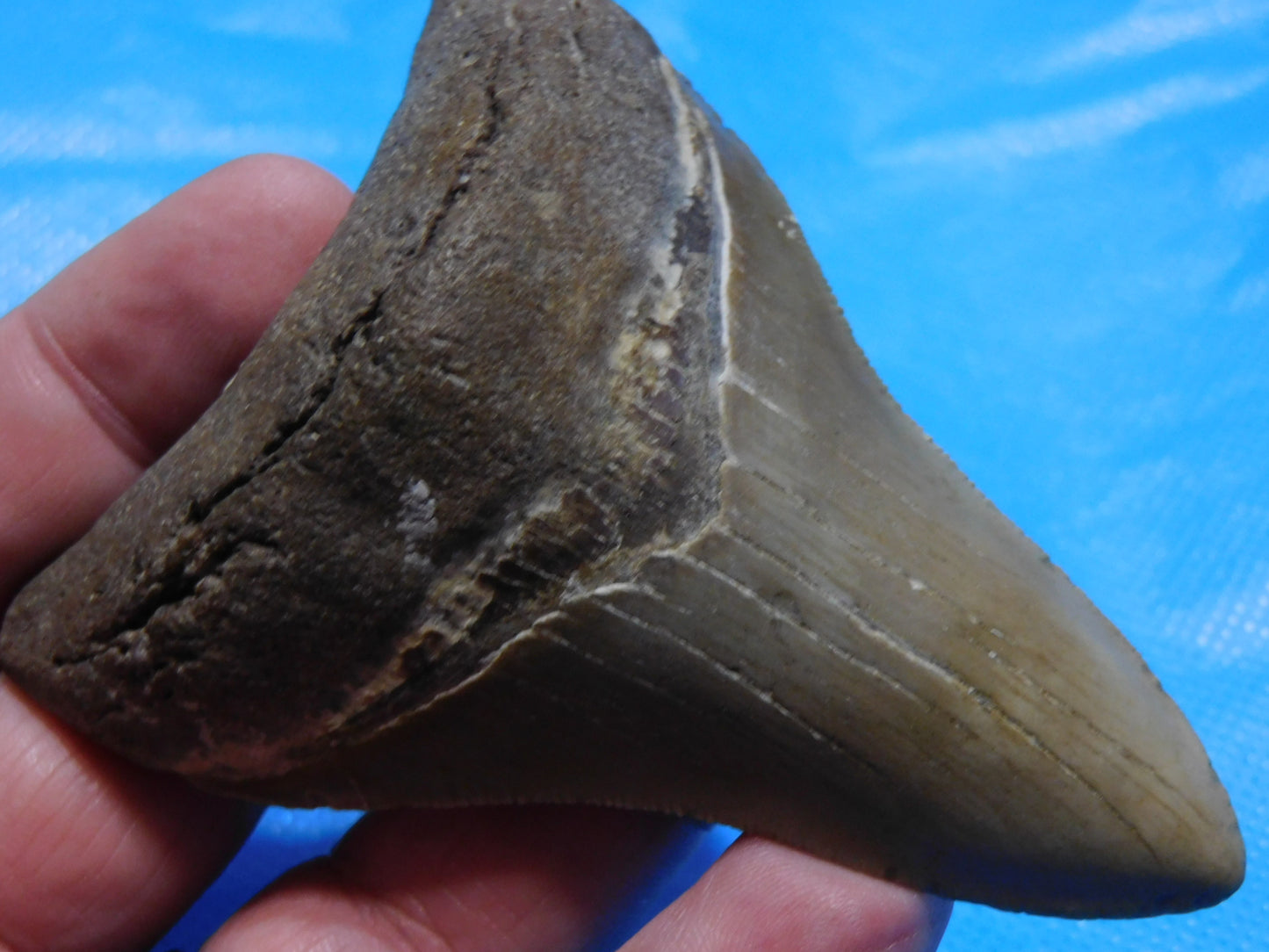 3.6 inch Megalodon Tooth