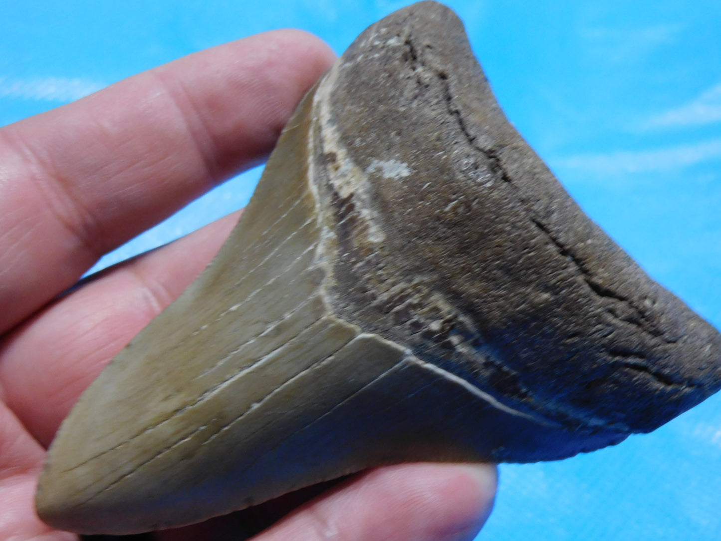 3.6 inch Megalodon Tooth