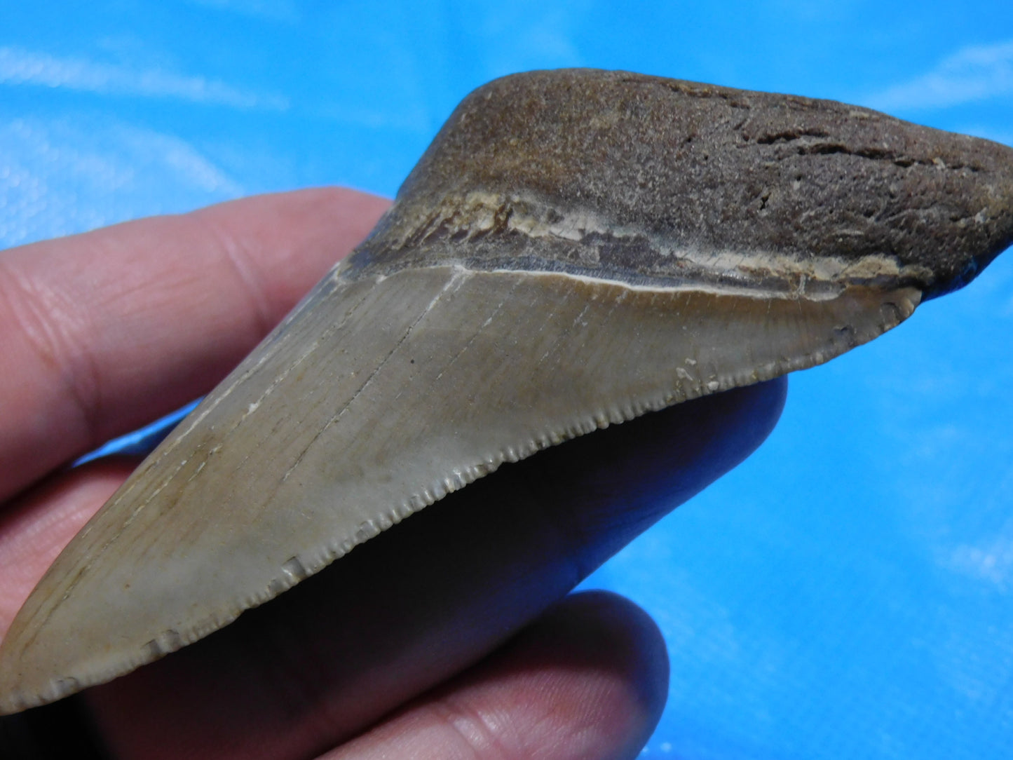 3.6 inch Megalodon Tooth