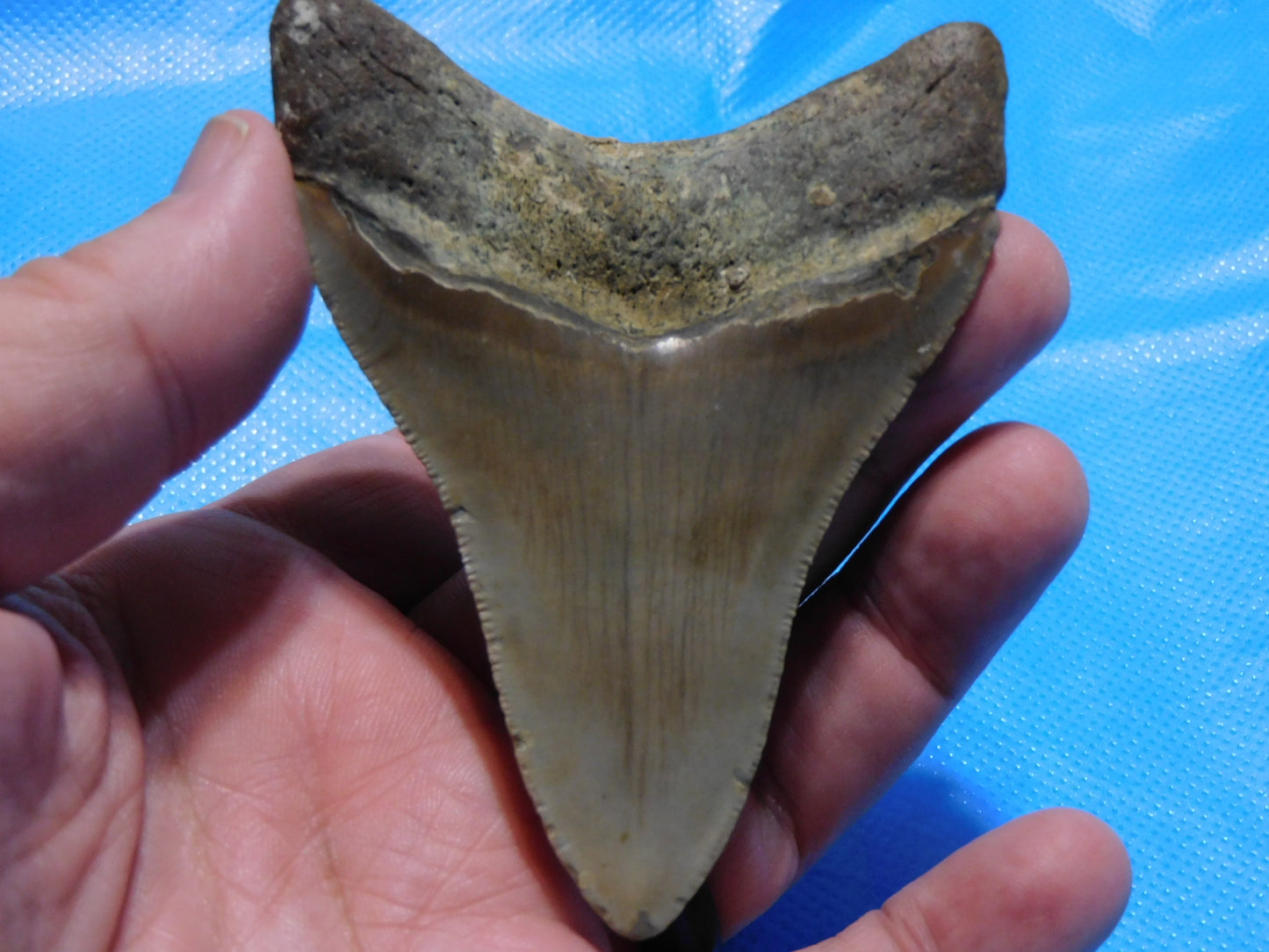 3.6 inch Megalodon Tooth