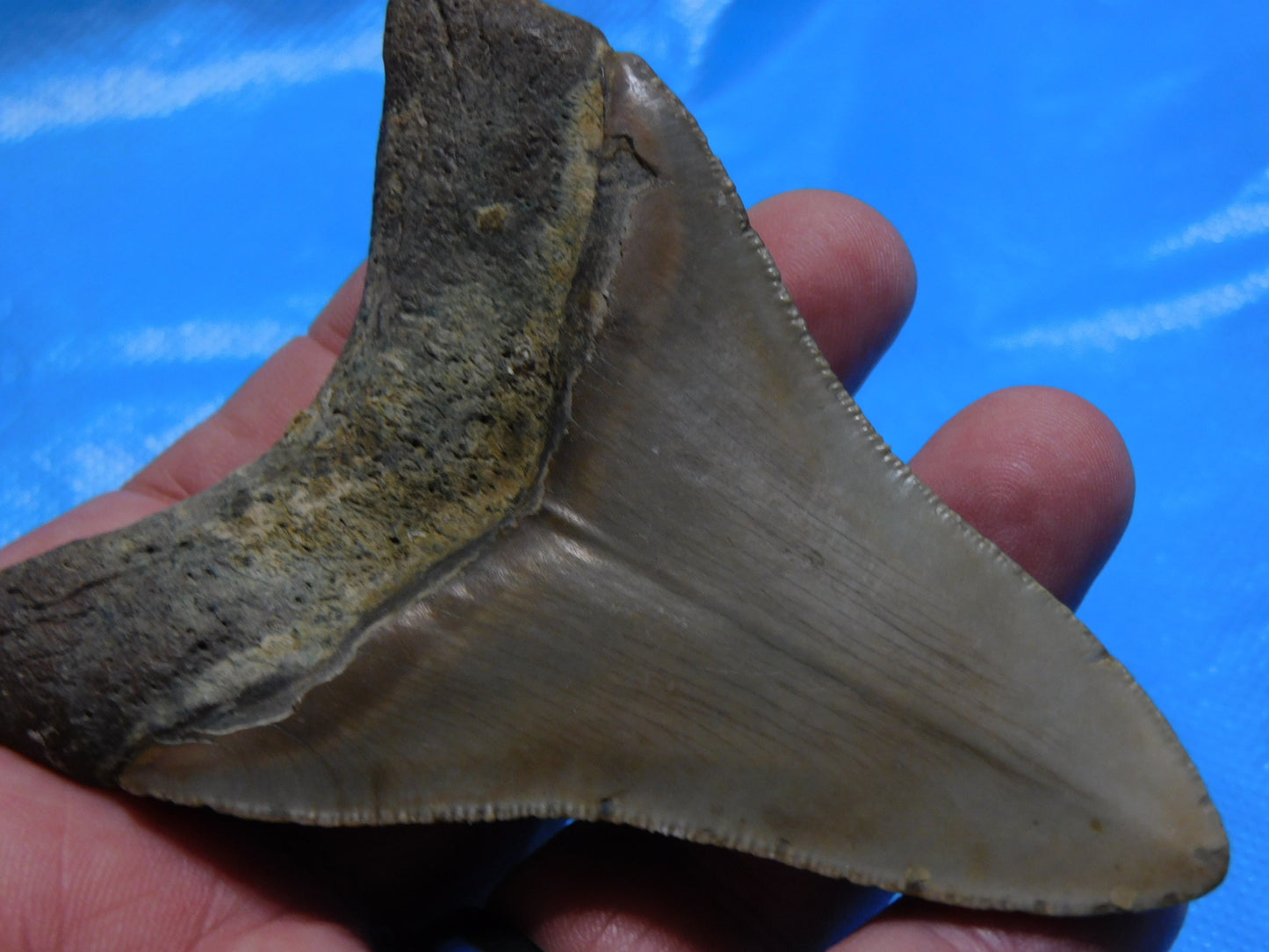 3.6 inch Megalodon Tooth