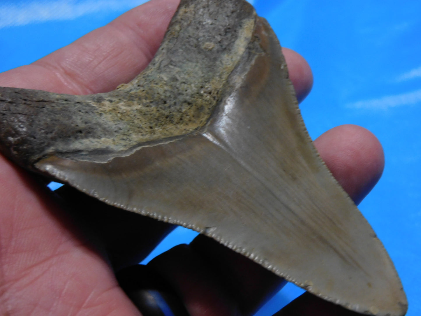 3.6 inch Megalodon Tooth