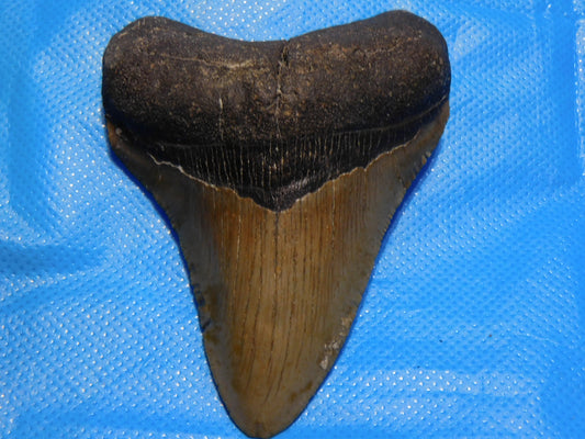 4.1 inch Megalodon Tooth