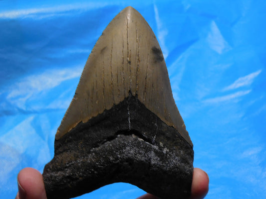 4.5 inch Megalodon Tooth