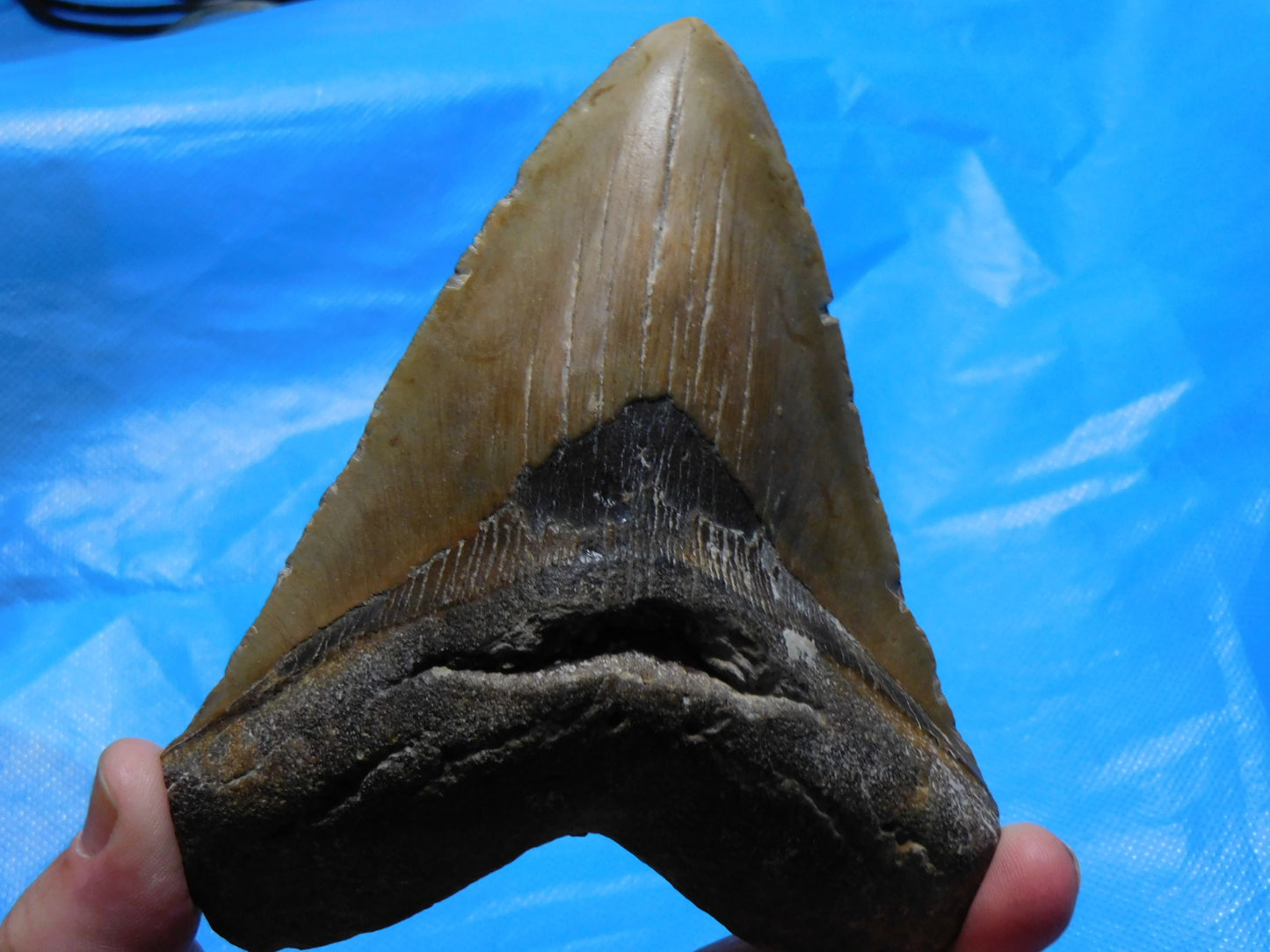 5.67" Megalodon Shark Tooth