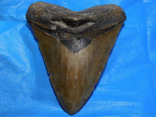 5.67" Megalodon Shark Tooth