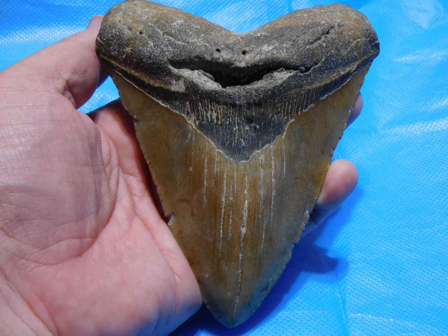 5.67" Megalodon Shark Tooth