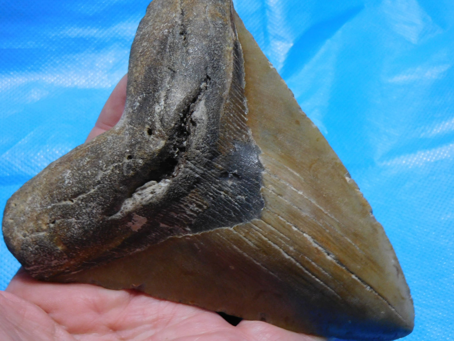 5.67" Megalodon Shark Tooth