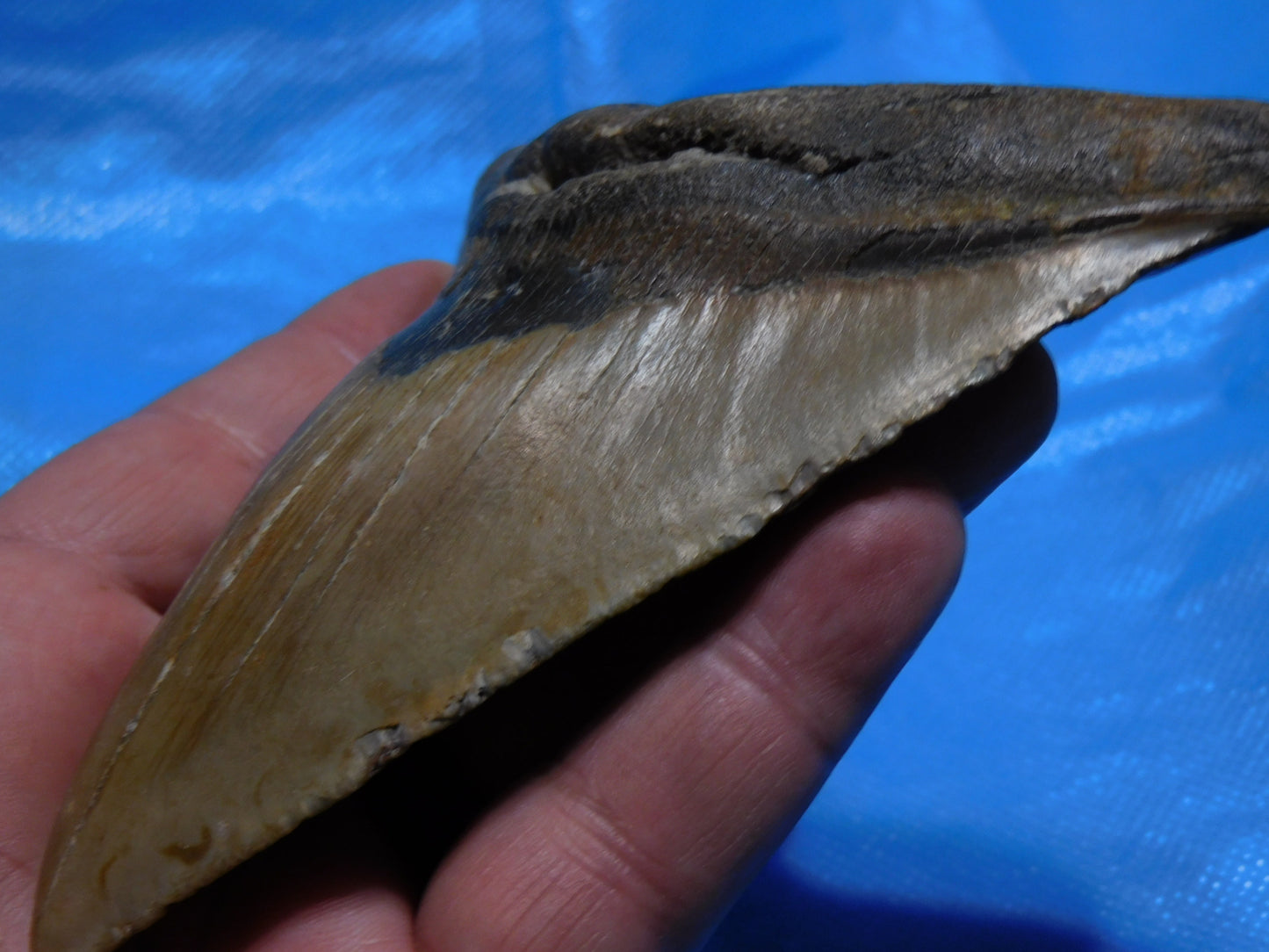 5.67" Megalodon Shark Tooth