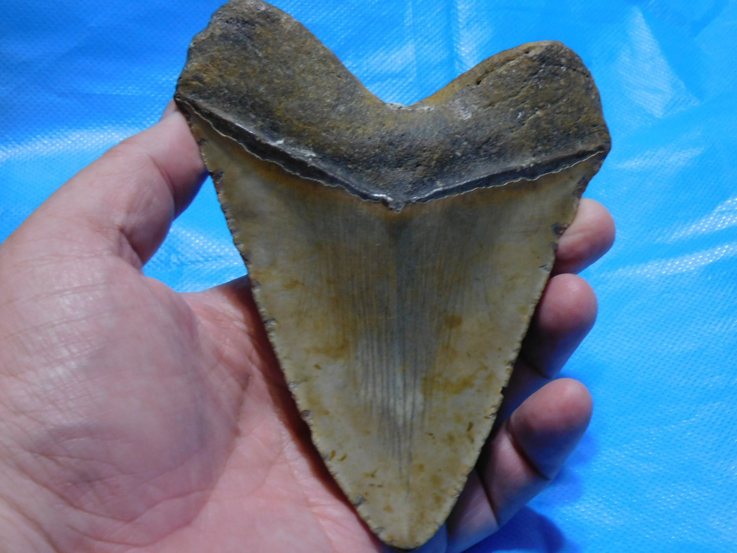 5.67" Megalodon Shark Tooth