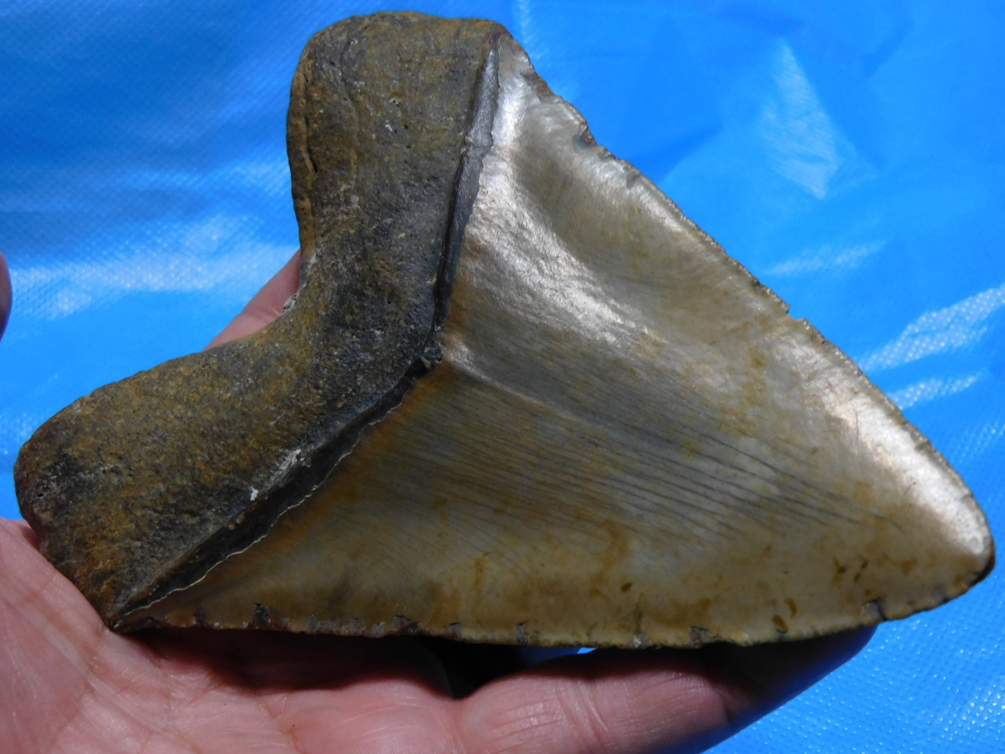 5.67" Megalodon Shark Tooth