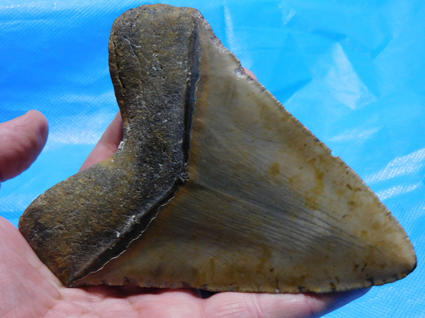 5.67" Megalodon Shark Tooth