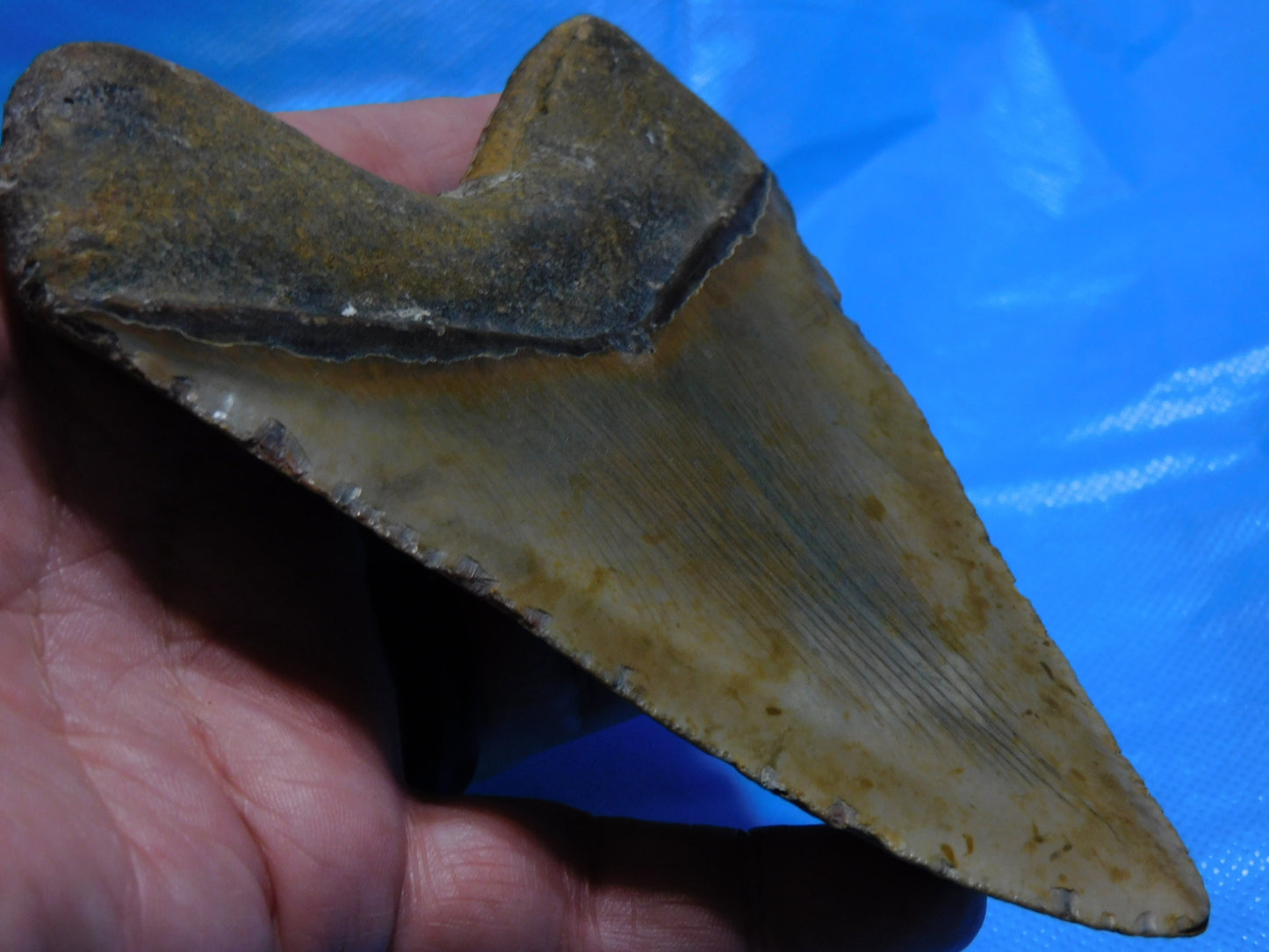 5.67" Megalodon Shark Tooth