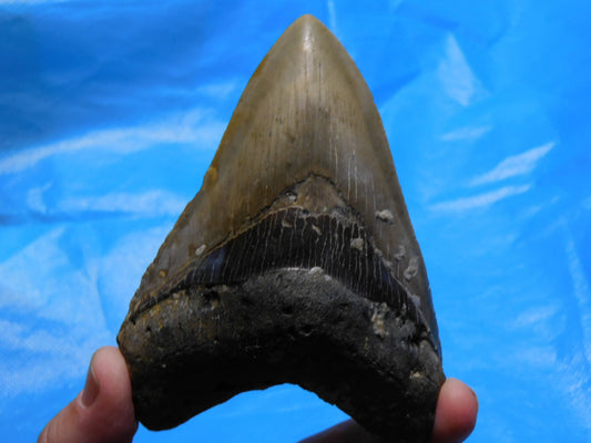 4.8" Megalodon Shark Tooth
